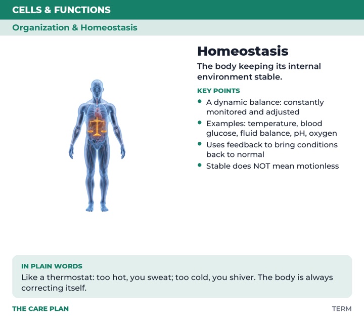 Back of the Homeostasis card