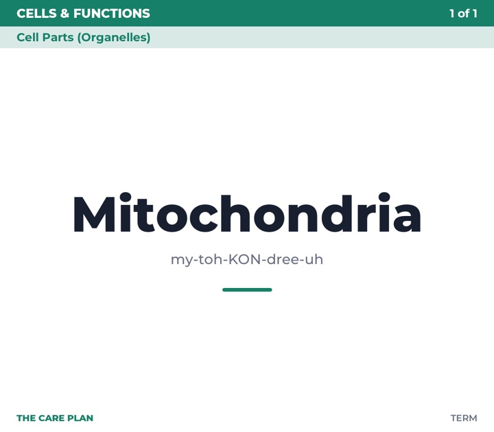 Front of the Mitochondria flashcard