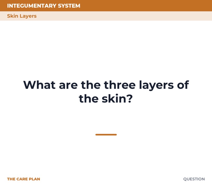 Front of the What are the three layers of the skin? card