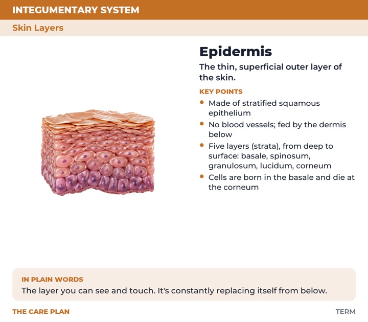 Back of the Epidermis card