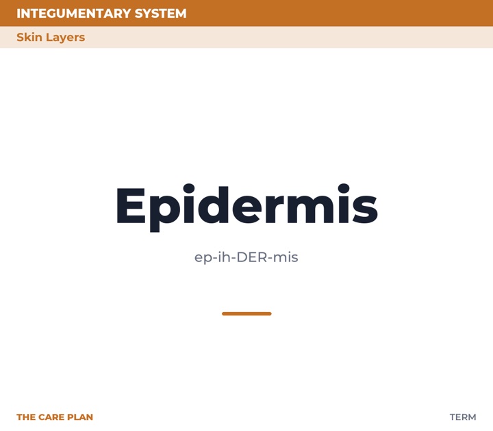 Front of the Epidermis card