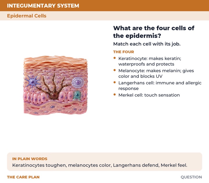 Back of the What are the four cells of the epidermis? card
