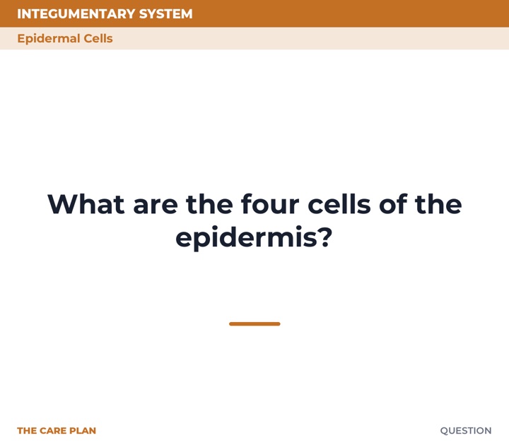 Front of the What are the four cells of the epidermis? card